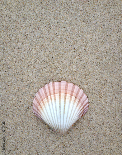 Macro Scallop Shell on Sandy Beach