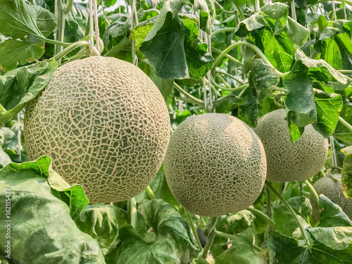 Photo Cantaloupe melons in greenhouse