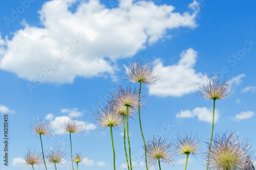 fluffy flowers on the sky background