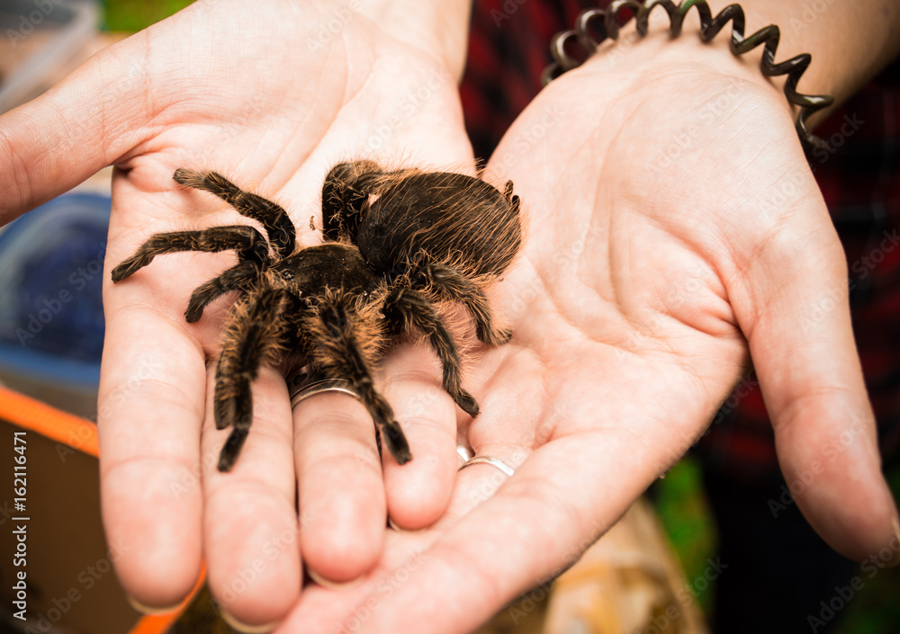 Obraz premium spider in the hands