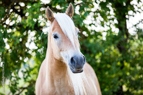 Fototapeta Naklejka Na Ścianę i Meble -  Ein Haflinger im Portrait