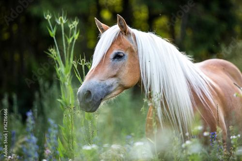 Fototapeta Naklejka Na Ścianę i Meble -  Ein Haflinger auf der Koppel