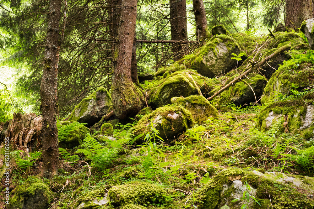 Malerischer Wald Malerischer Wald