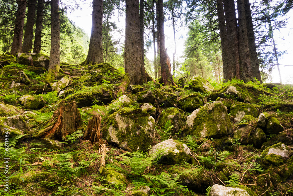 Malerischer Wald Malerischer Wald