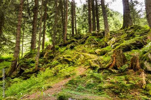 Malerischer Wald