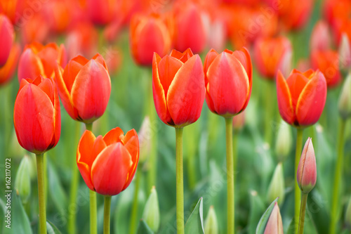 Fototapeta Naklejka Na Ścianę i Meble -  Red Tulips