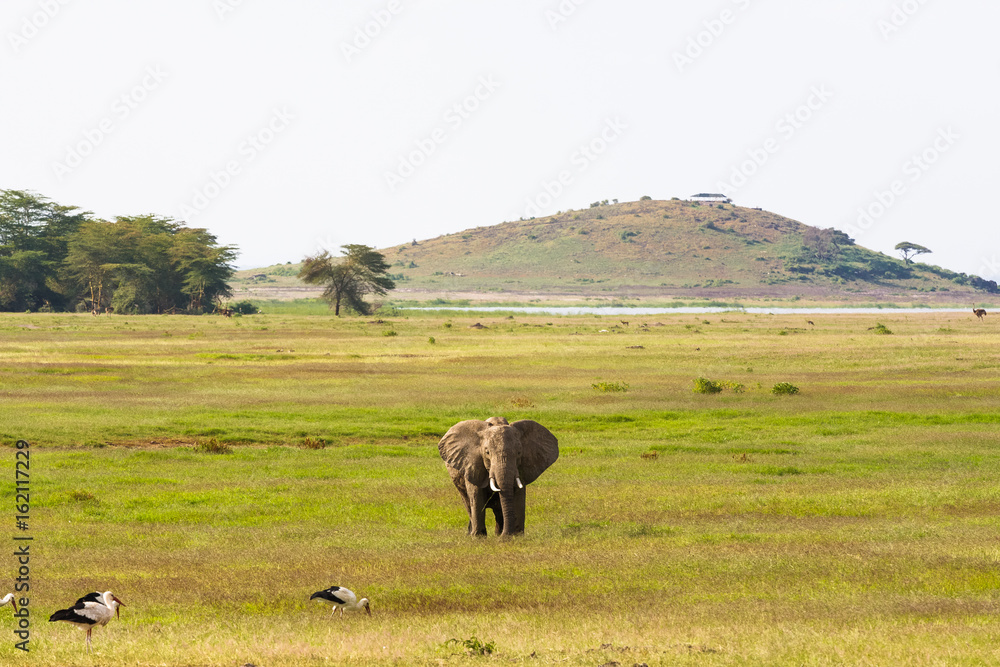 Landscape with big elephant. Hills of Amboseli, Kenya