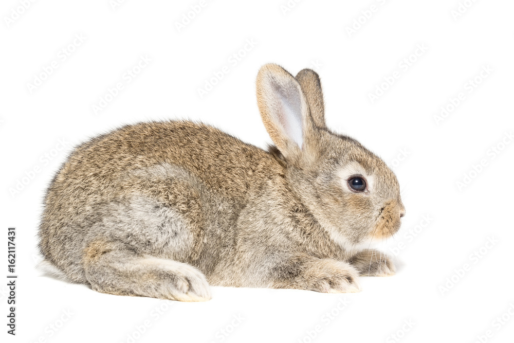 Fototapeta premium rabbit on a white background