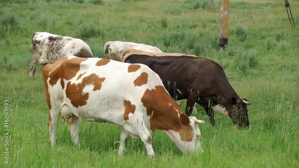 Cow Grazed in the Meadow A cow peacefully grazing on a meadow and eating grass Cow Grazed in the Meadow A cow peacefully grazing on a meadow and eating grass