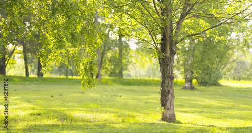 Papier peint ash tree in sunny summer day in park