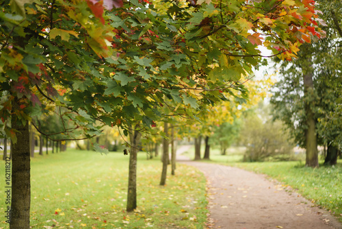 maple alley in town park in early autumn