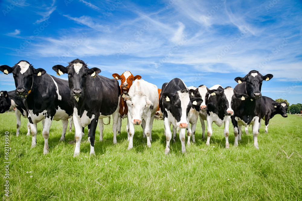 Regionale Tierhaltung - Holstein-Frisian Rinder auf einer Weide in Norddeutschland Regionale Tierhaltung - Holstein-Frisian Rinder auf einer Weide in Norddeutschland