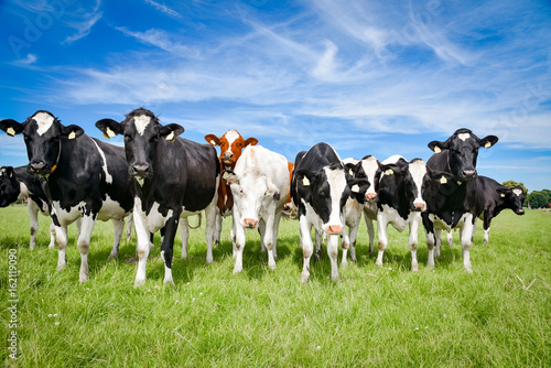 Regionale Tierhaltung -  Holstein-Frisian Rinder auf einer Weide in Norddeutschland © Countrypixel