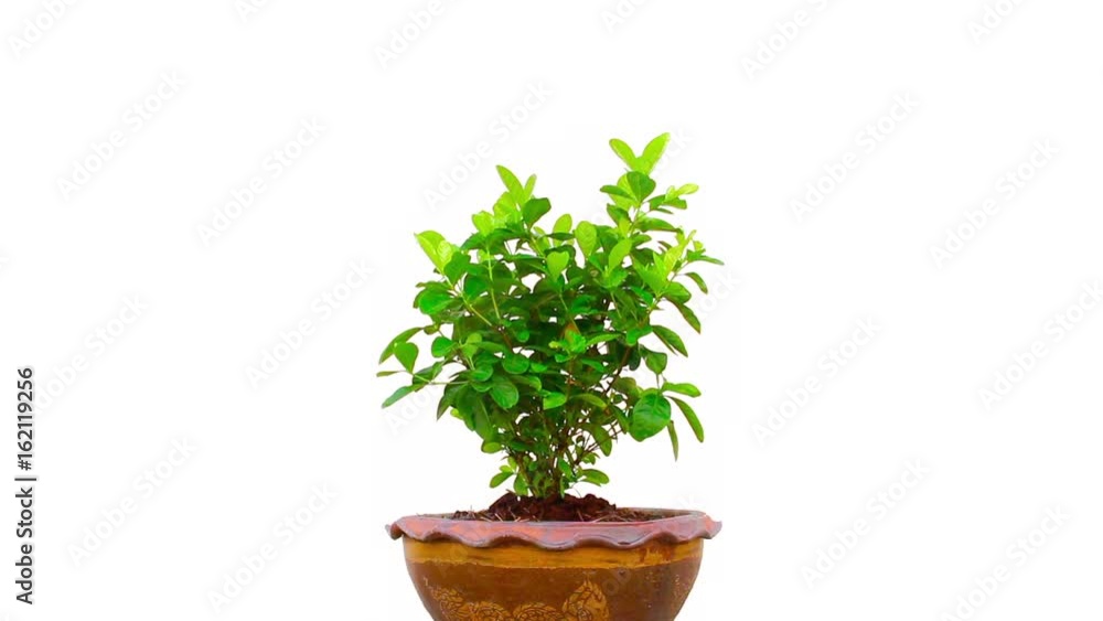 tree in pot on isolated tree in pot on isolated