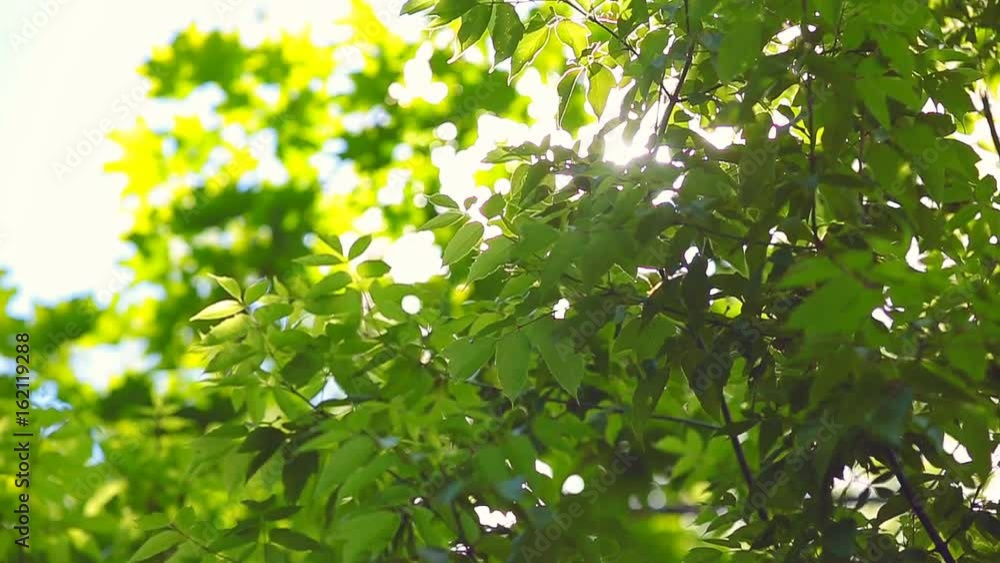 Wind blowing vibrant leaves