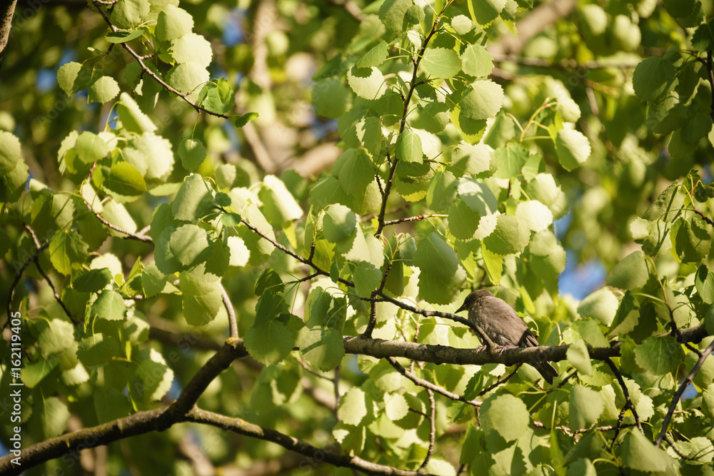 gray muscicapa striata in leaves on tree