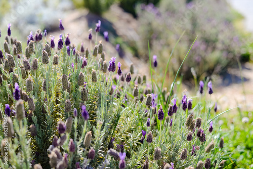 Fototapeta Naklejka Na Ścianę i Meble -  Natural lavender bushes closeup at sunset outdoors background