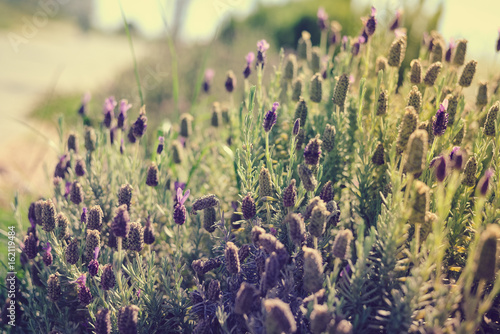 Fototapeta Naklejka Na Ścianę i Meble -  Natural purple lavender flowers blooming outdoors field background