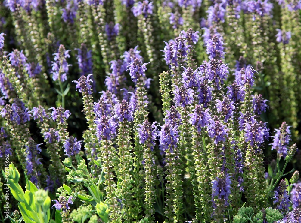 Obraz premium lila flowers of lavand herb