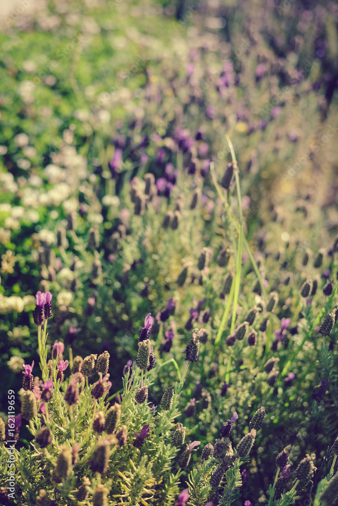 Naklejka premium Natural lavender bushes closeup at sunset outdoors background