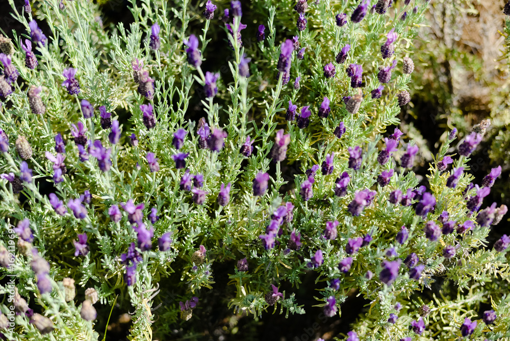 Fototapeta premium Natural lavender bushes closeup at sunset outdoors background