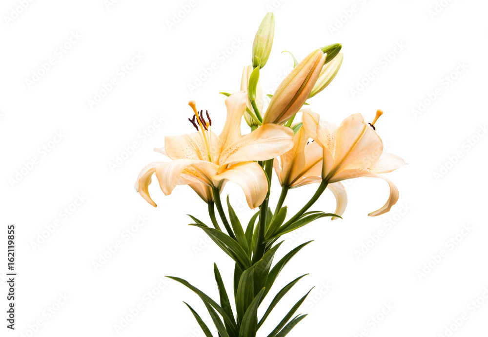 Beautiful lily isolated