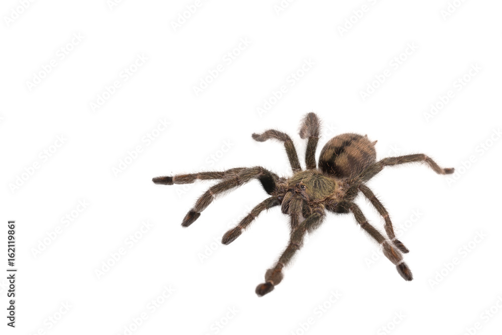 Spider Cyclosternum Davus Fasciatum Spider Cyclosternum Davus Fasciatum