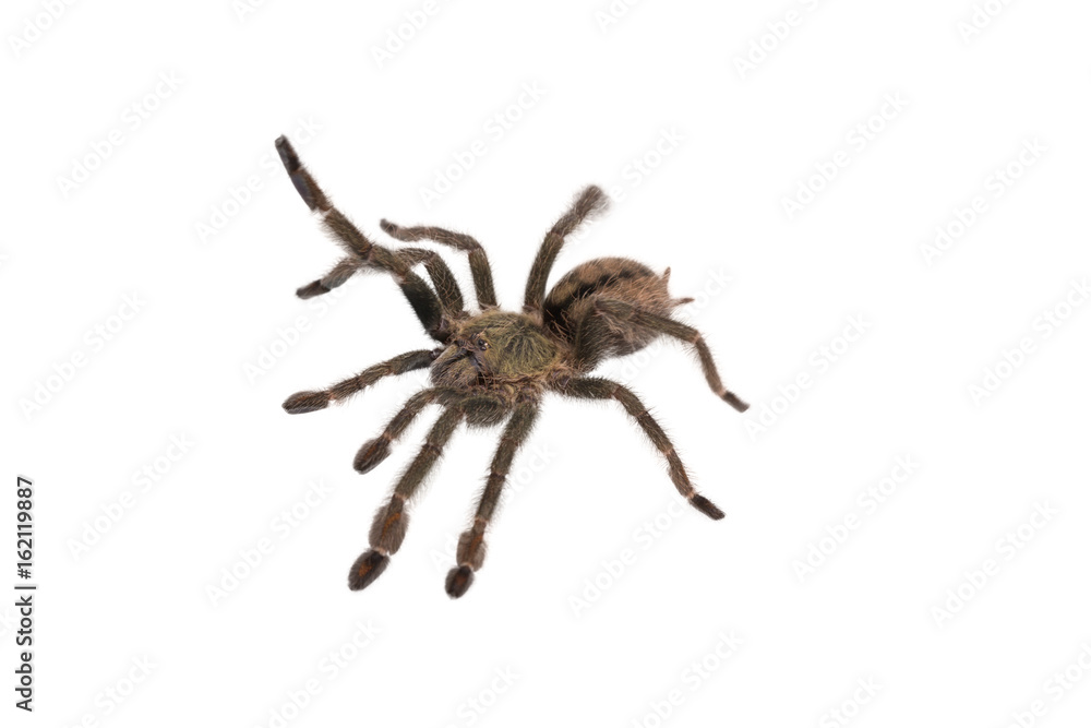 Spider Cyclosternum Davus Fasciatum Spider Cyclosternum Davus Fasciatum