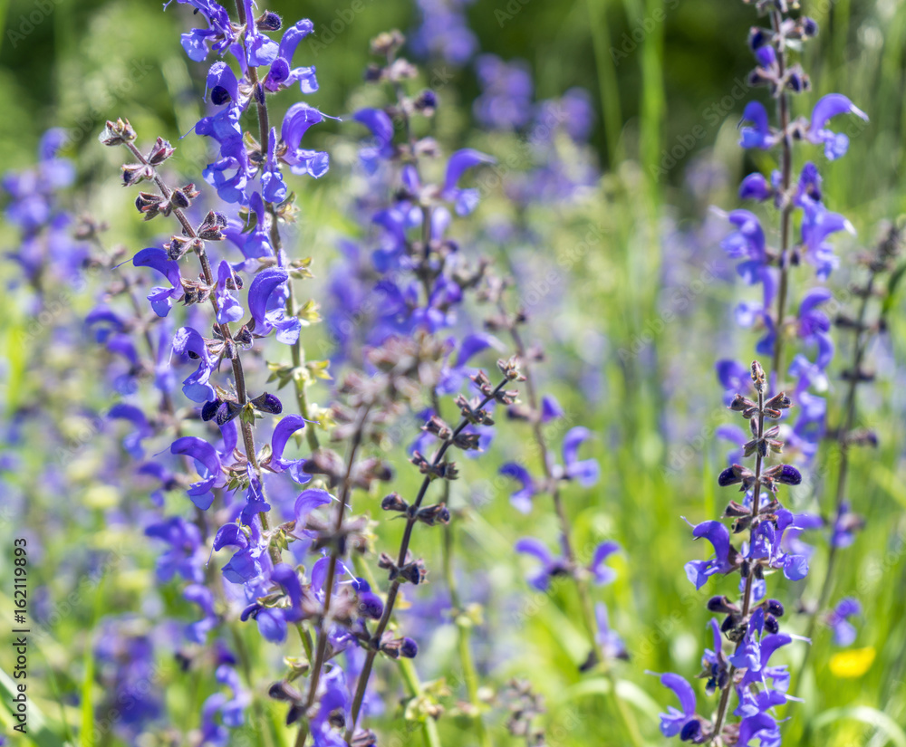 Obraz premium meadow clary flowers