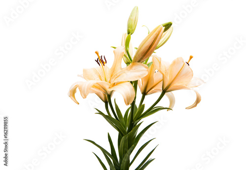 Beautiful lily isolated