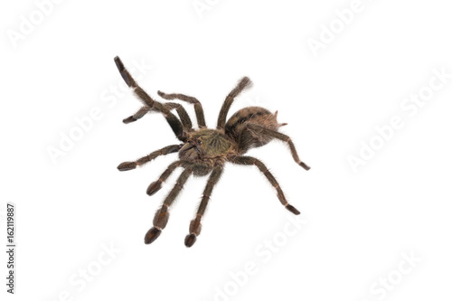Spider Cyclosternum Davus Fasciatum © kirilldz