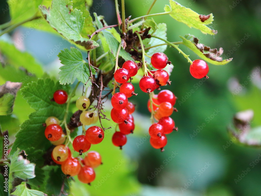 Ripe Red Currant Berries with Green Branch Background Ripe Red Currant Berries with Green Branch Background