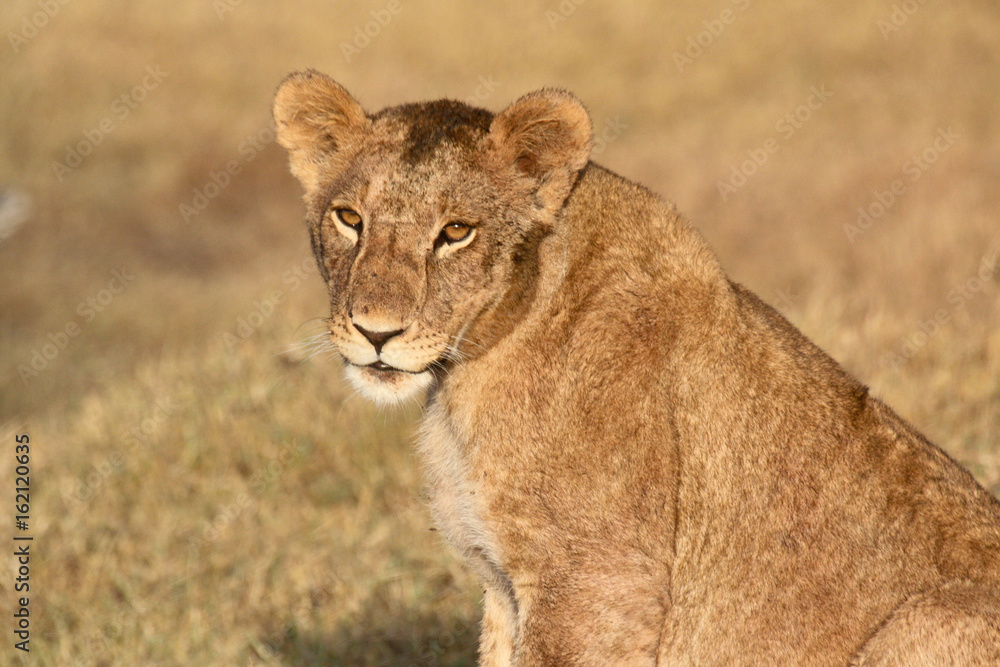 A young lion staring at the camera A young lion staring at the camera
