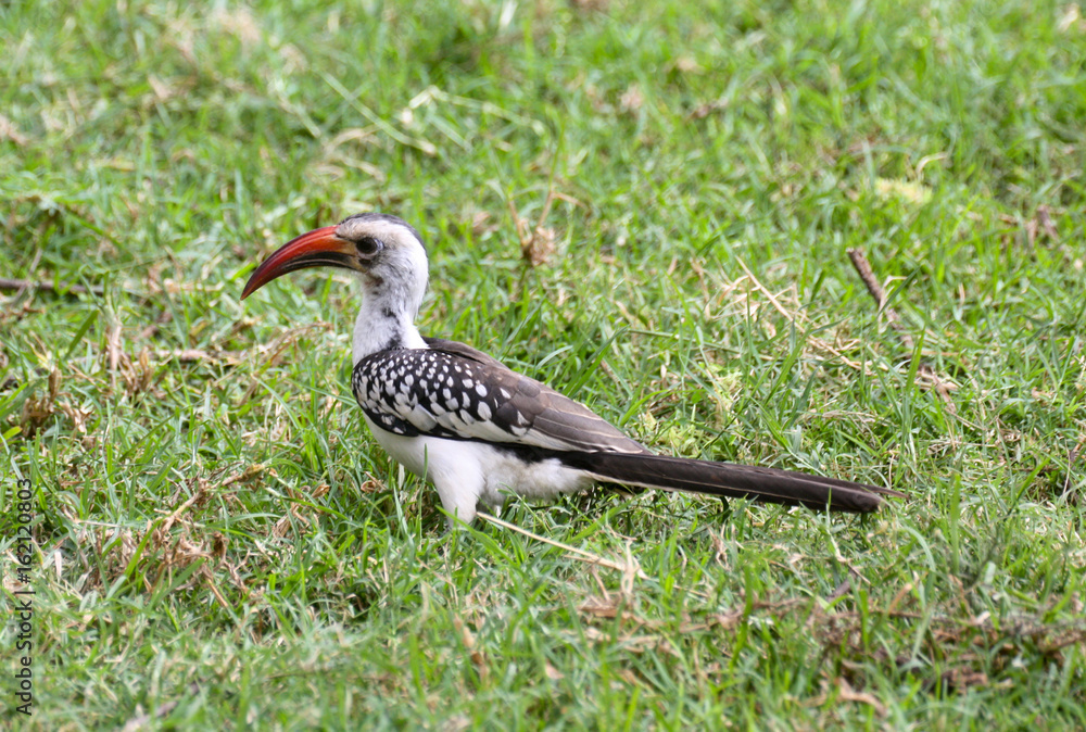 Obraz premium Von der Decken's hornbill in green grass