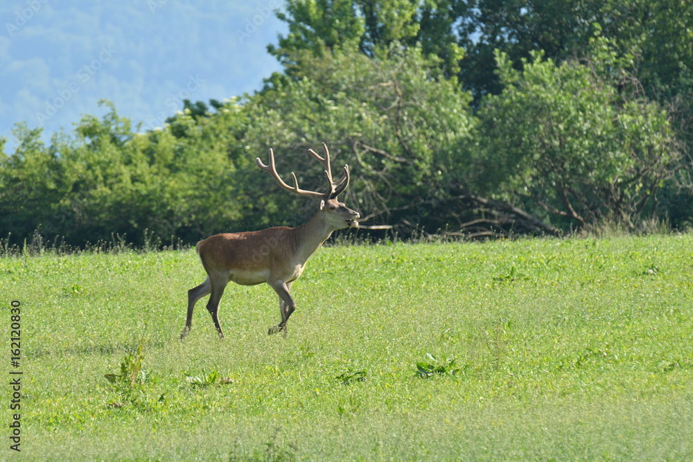 Naklejka premium herd of stag and deers on the meadow grazing