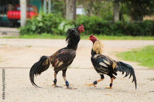 Gamecocks are fighting