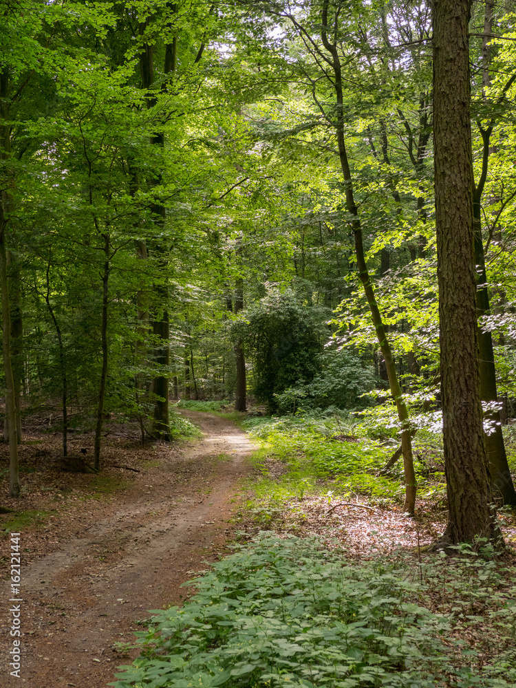 Obraz premium Shaded path through the beechwood forest and sunbeams