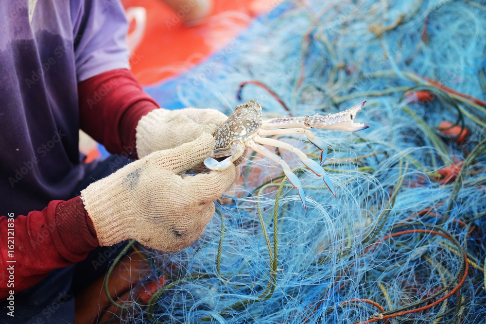 catch fresh crab on the net near coast at thailand