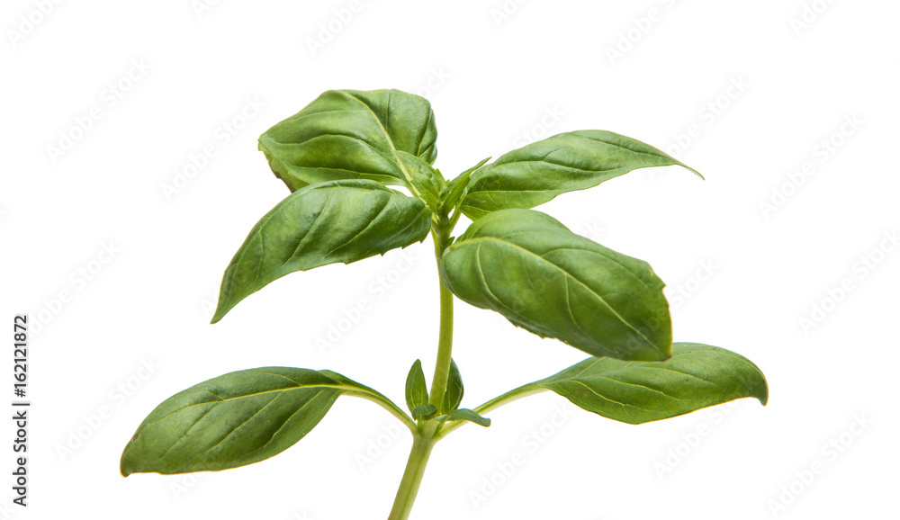 Basil isolated Basil isolated