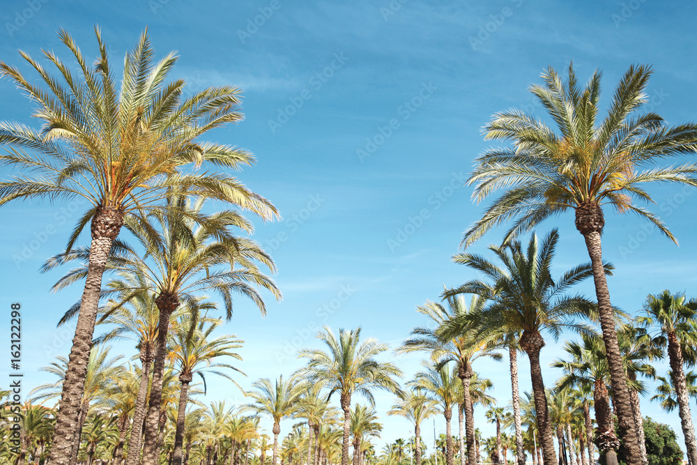 Travel, tourism, vacation, nature and summer holidays concept - palm trees over a blue sky background