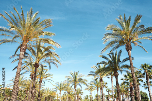Travel, tourism, vacation, nature and summer holidays concept - palm trees over a blue sky background