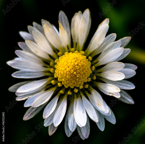 Dainty daisy