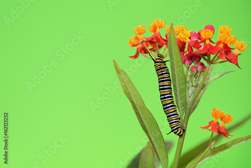 Monarch butterfly caterpillar feeding on milkweed plant on blossom photo