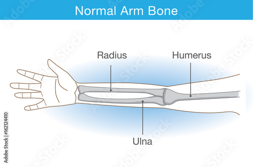 Anatomy of normal arm bone. Illustration about human body part in vector style.