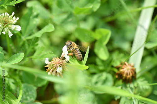 The bumble-bee polinates on the flower photo