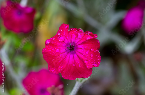 Rose campion, covered with rain drops photo