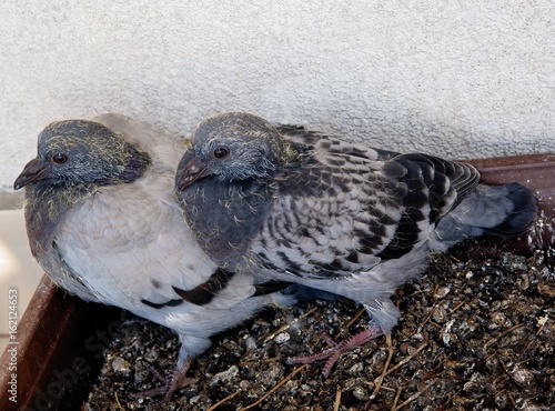 very young pigeons photo