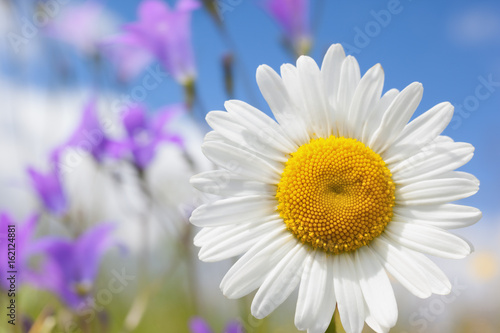 Fototapeta Naklejka Na Ścianę i Meble -  Chamomile among flowers