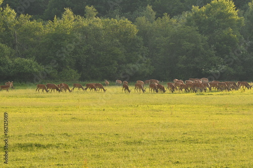 herd of stag and deers on the meadow grazing 