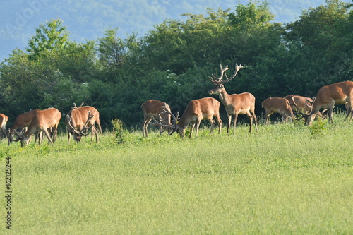 Stag  deer bellows in rut season on the meadow keep watching his deerskin flock
